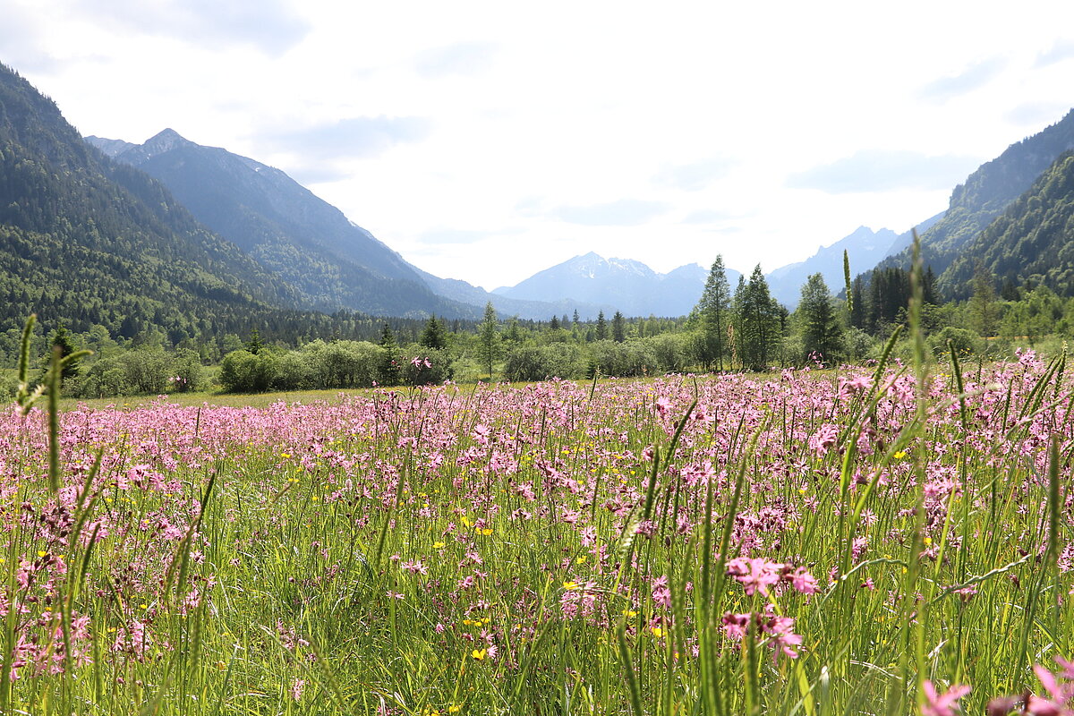 Ein kräftig rosa Blütenteppich mit Blick auf die Scheinbergspitze.
