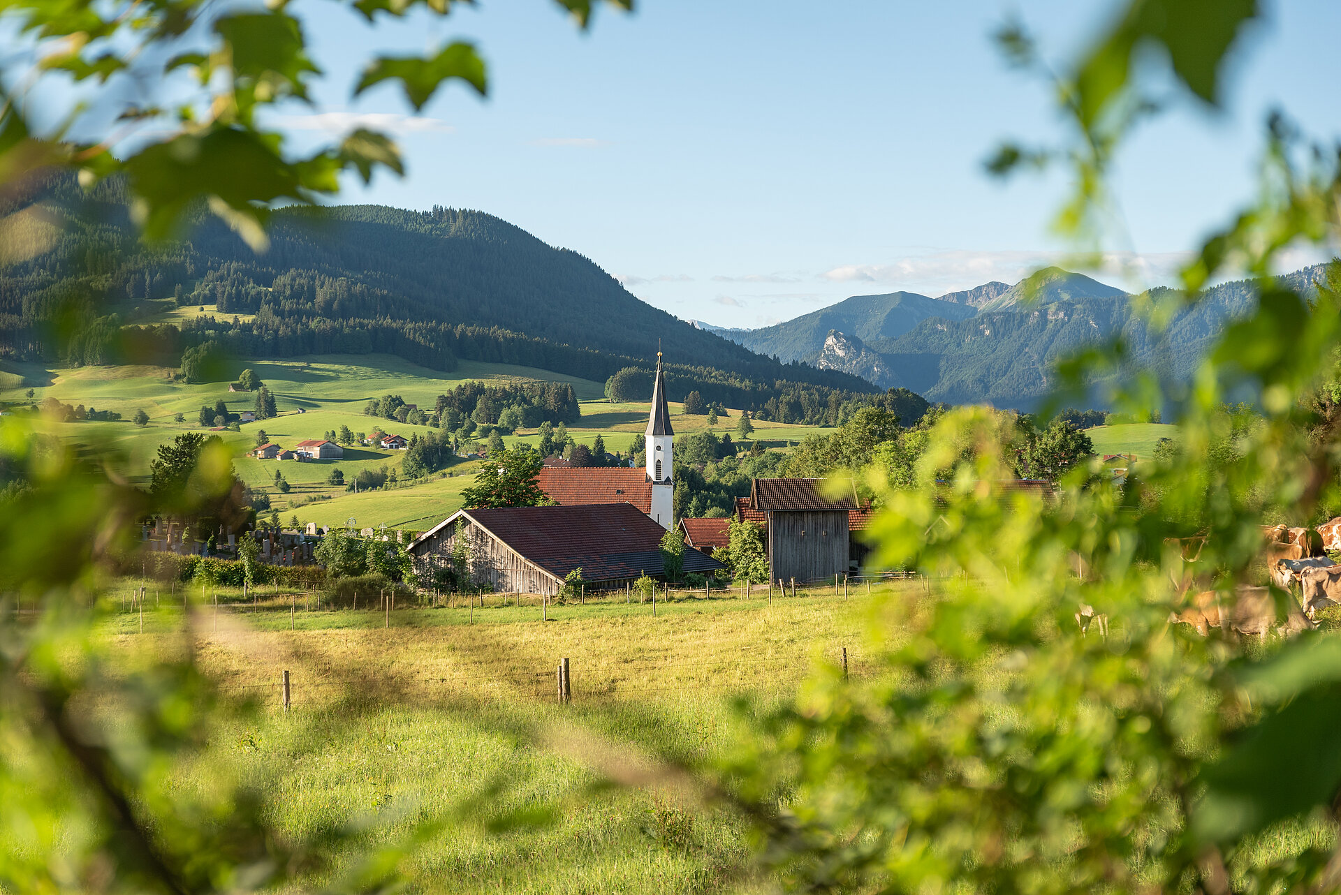Blick auf die Kirche von Saulgrub und die herrlichen Ammergauer Alpen durch das satte Grün eines Rosenstrauches.