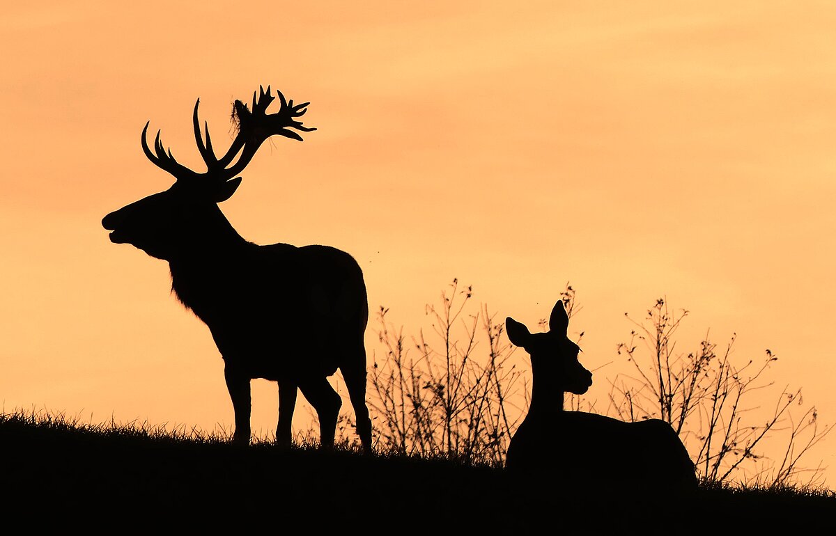 Im Abendrot erkennt man die Silhouetten eines Hirsches und einer Hirschkuh.