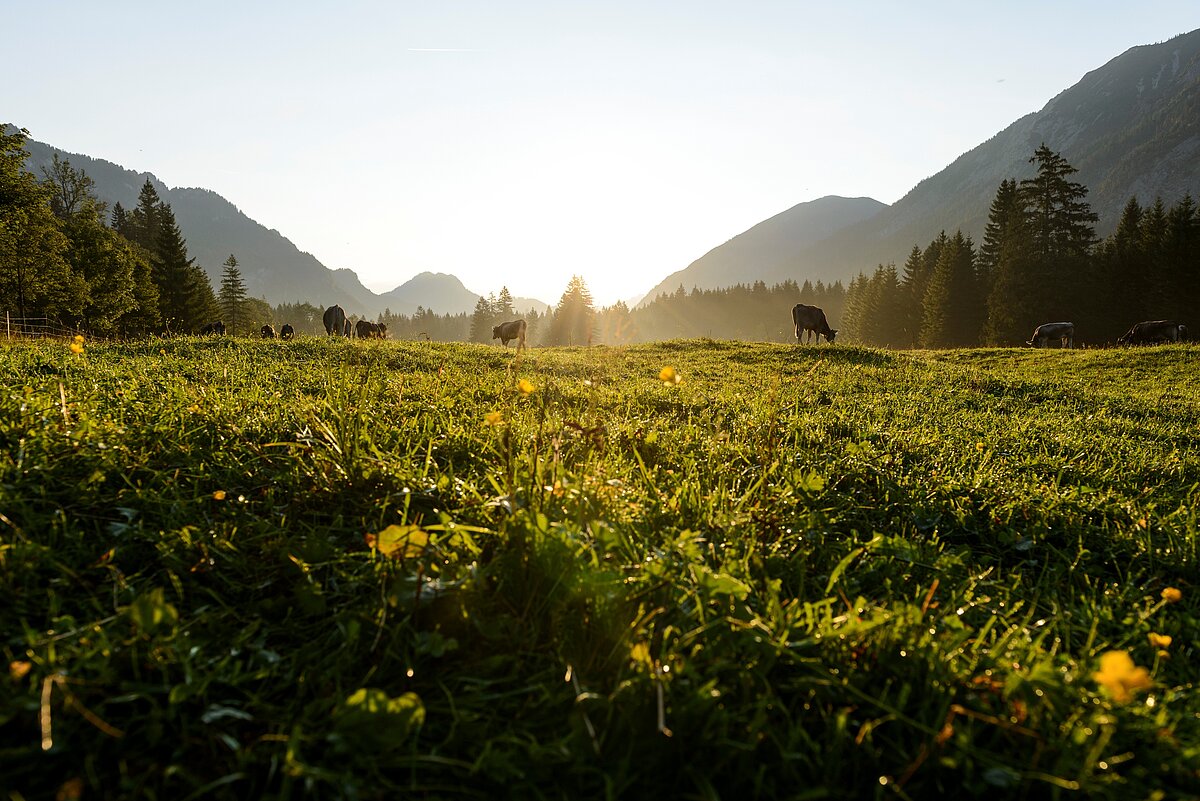 Kühe grasen friedlich im Graswangtal.