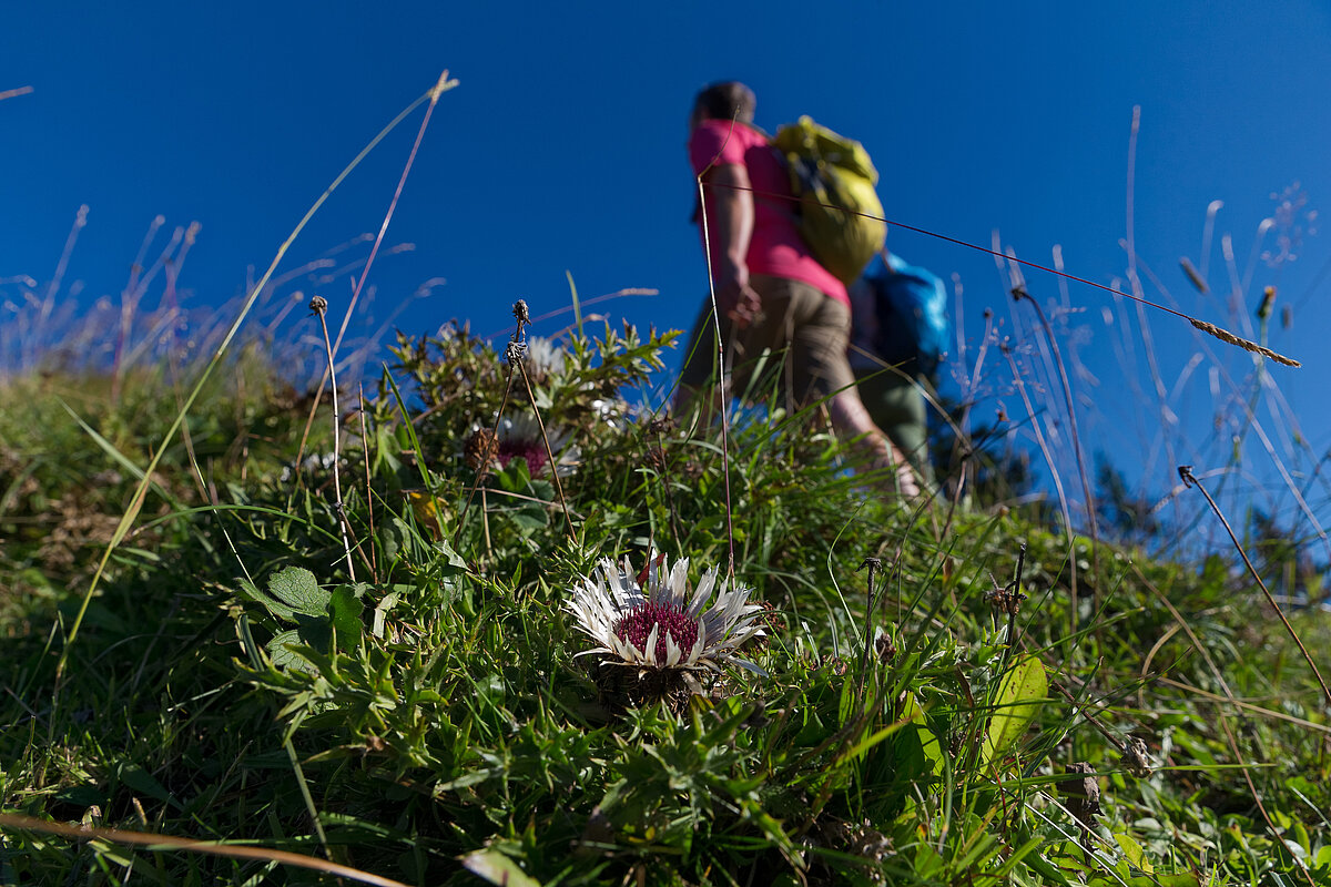 Durch das saftige Grün der Almwiese sind zwei Wanderer unterwegs.