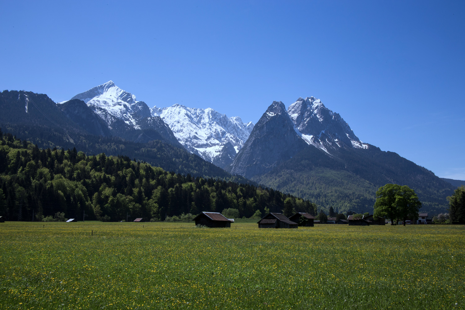 Wiese mit Blumen und die Berge des Wettersteingebirges