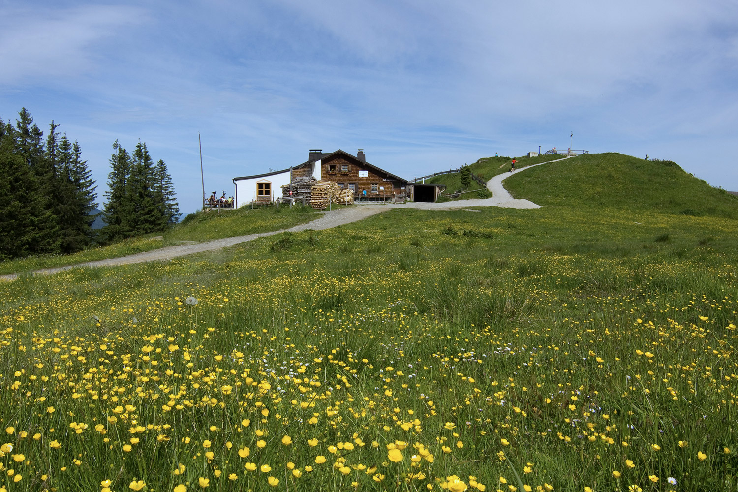 Berghütte inmitten einer grünen Wiese mit Butterblumen