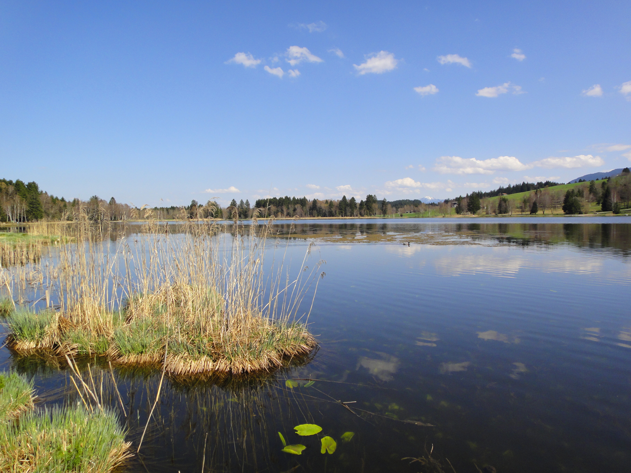 Eine Schilfinsel schwimmt in einem stillen idyllischen See.