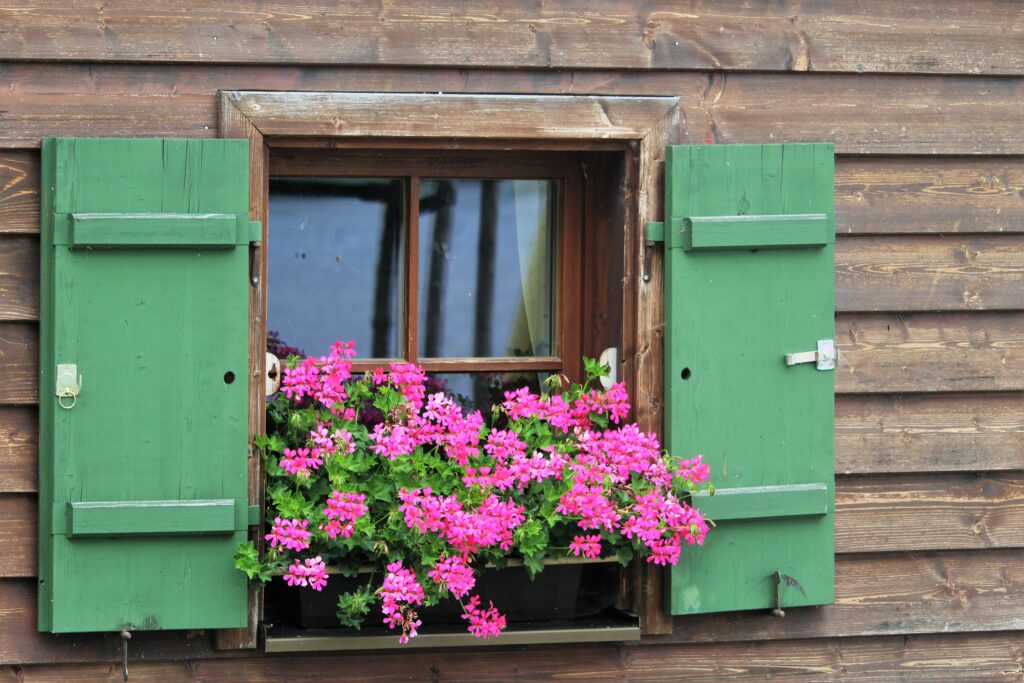 Detailaufnahme eines Fensters mit Holzläden und pinken Geranien