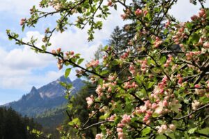 Apfelblüte im Bergpanorama