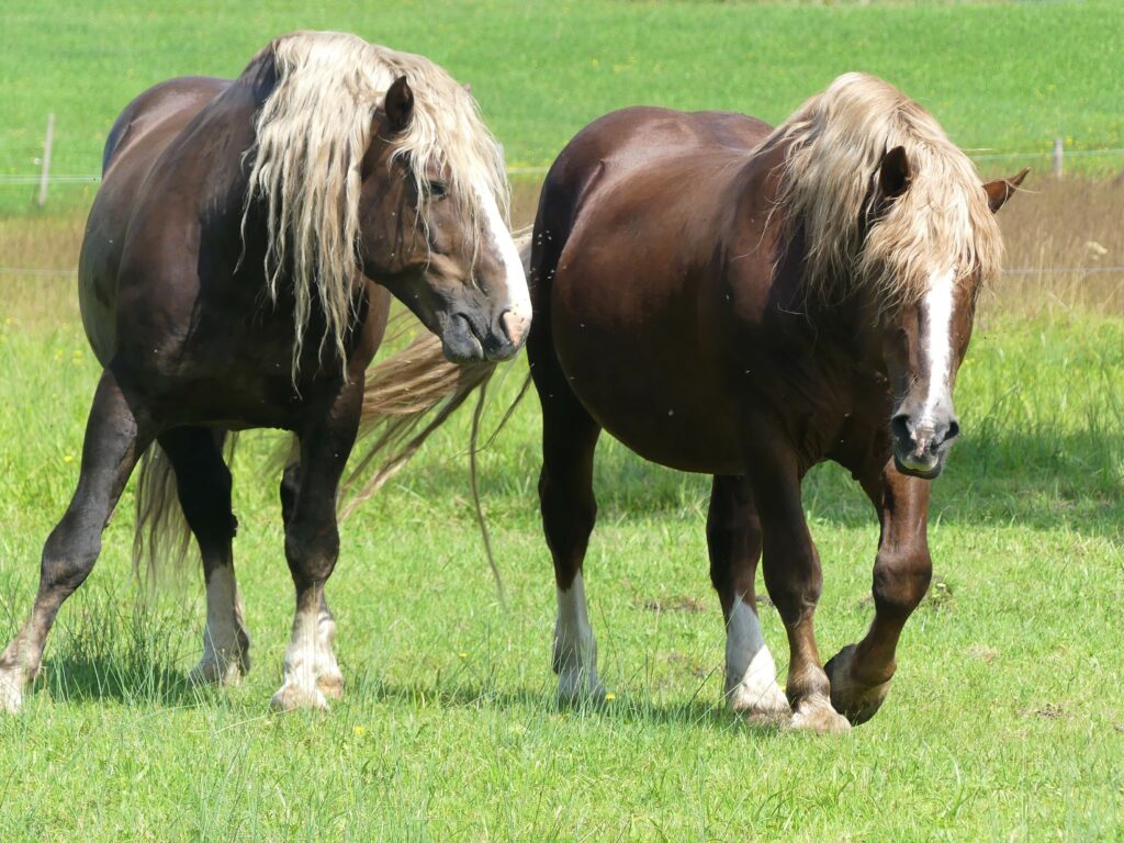 Zwei mächtige, braune Pferde mit weißen Mähnen auf der Weide