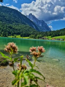 Am türkisblauen Ferchensee blühen rose farbene Blumen, im Hintergrund ragt die Mittenwalder Bergwelt auf.