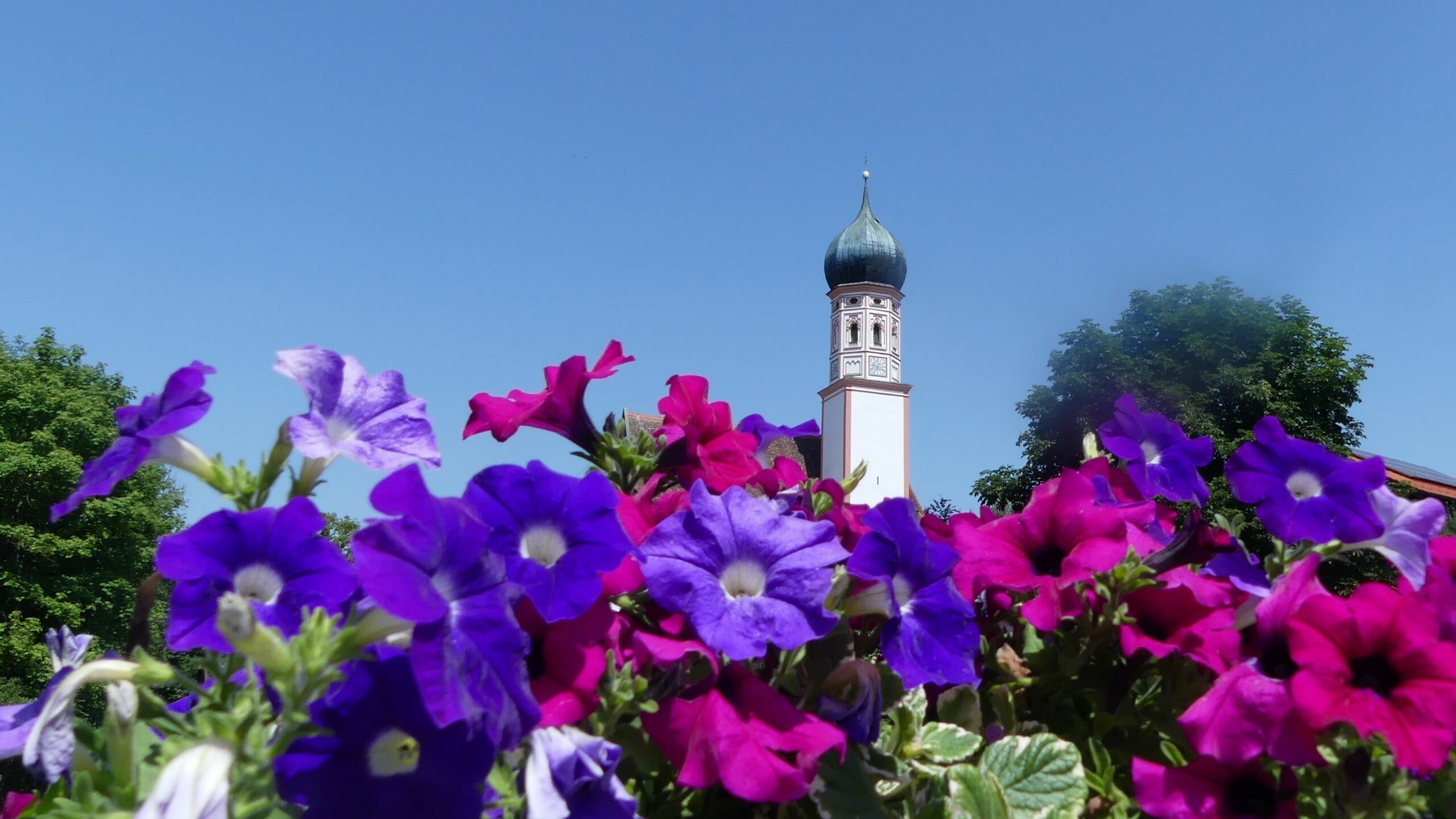 Blumen in satten violett Tönen leuchten vor dem tief blauen Himmel. In der Mitte des Bildes strahlt ein regional typischer Zwiebelkirchturm.