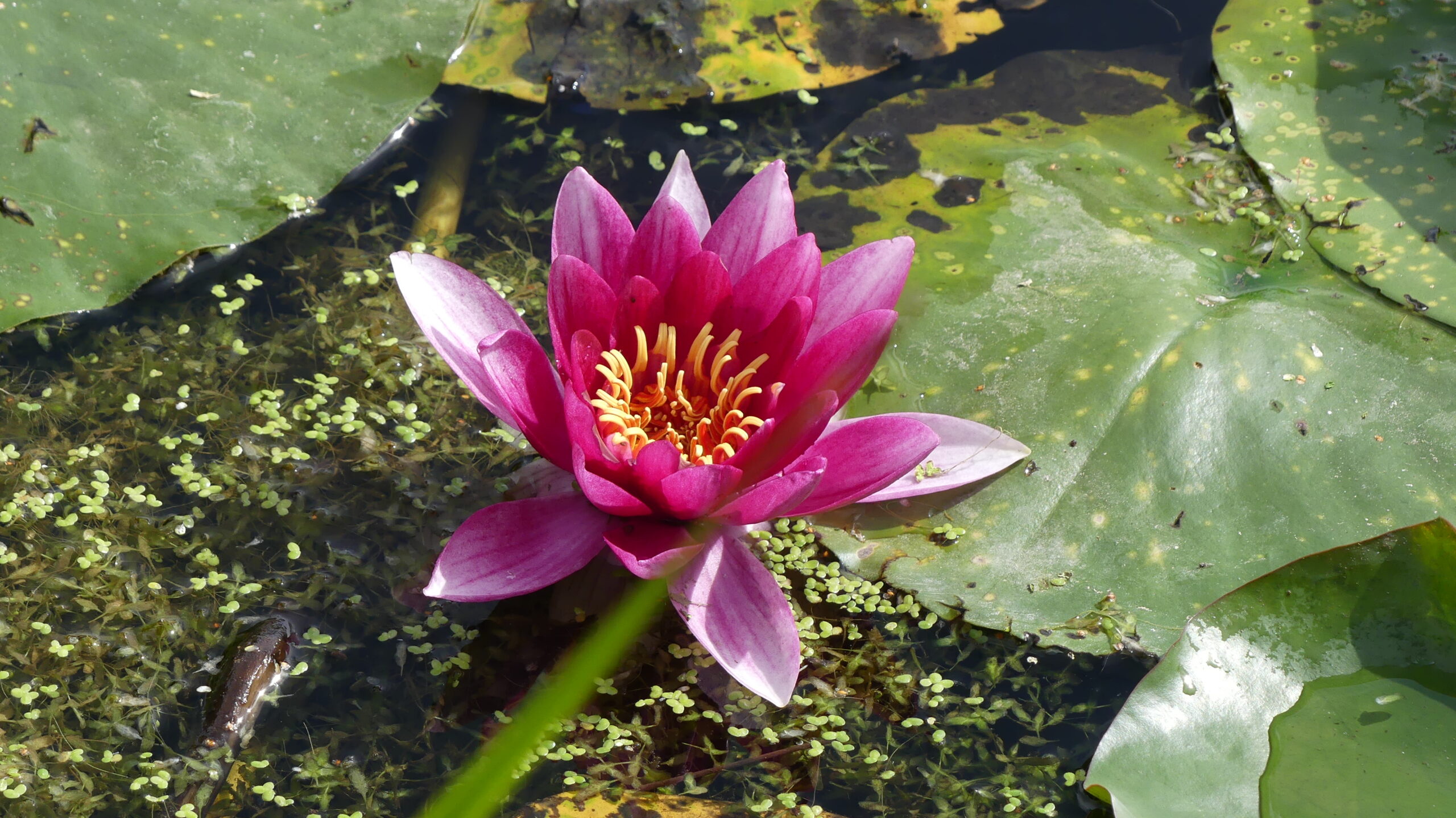 Eine pinke Seerose erblüht neben den tiefgrünen Blättern im Wasser.