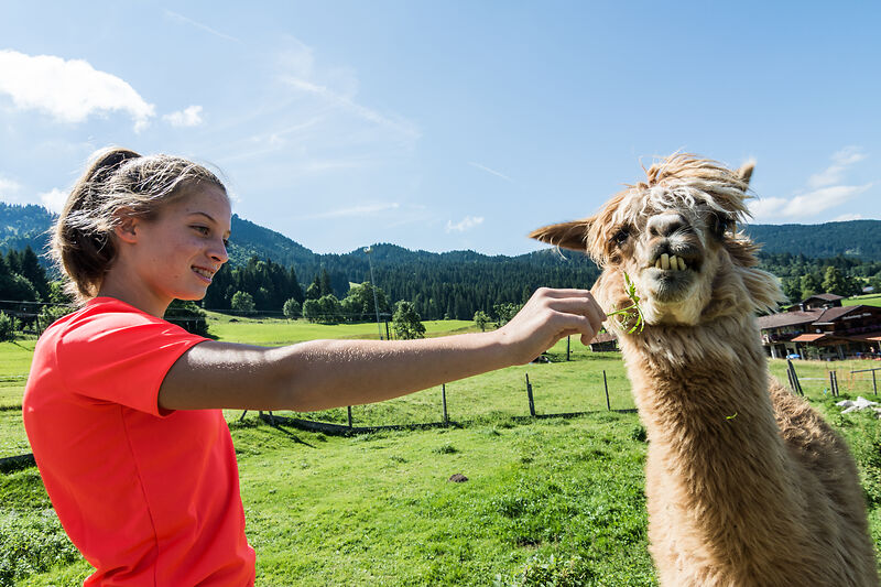 Ein Mädchen füttert ein Alpaka.