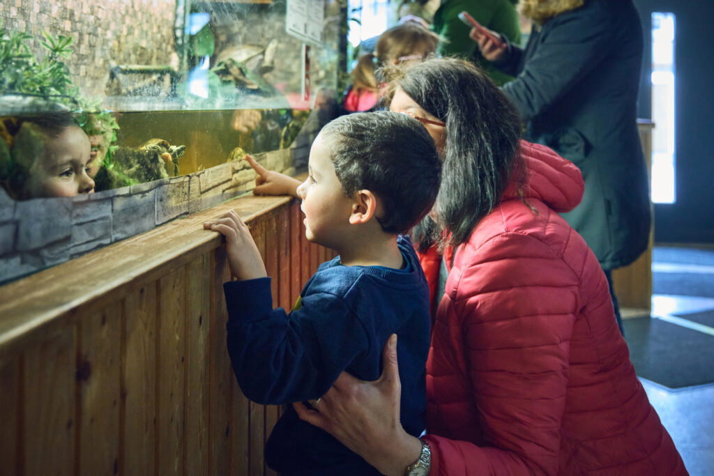 Ein Junge beobachtet fasziniert ein Terrarium im Reptilienzoo.