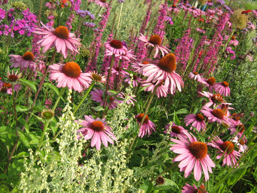 Pinke Blumen auf der Wiese